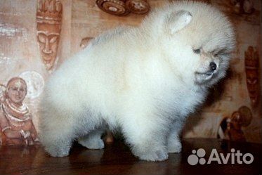 Грумер стрижка собак,стрижка шпицев выставочная