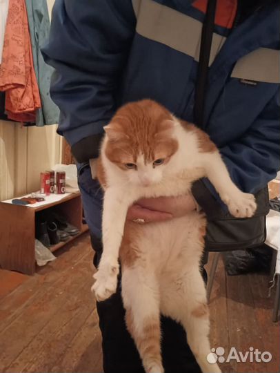 Кот Кеша в добрые руки