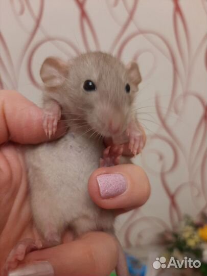 Крыски малыши сиамы