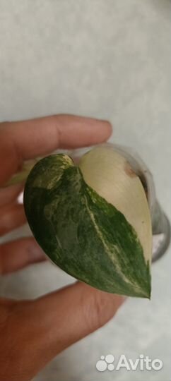 Сциндапсус jade satin var