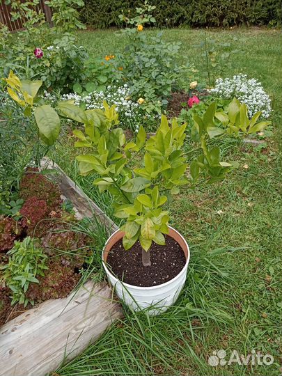 Комнатные растения