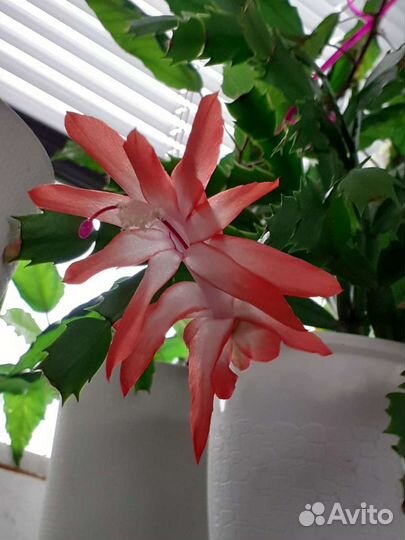 Декабрист, питахайя, алоэ