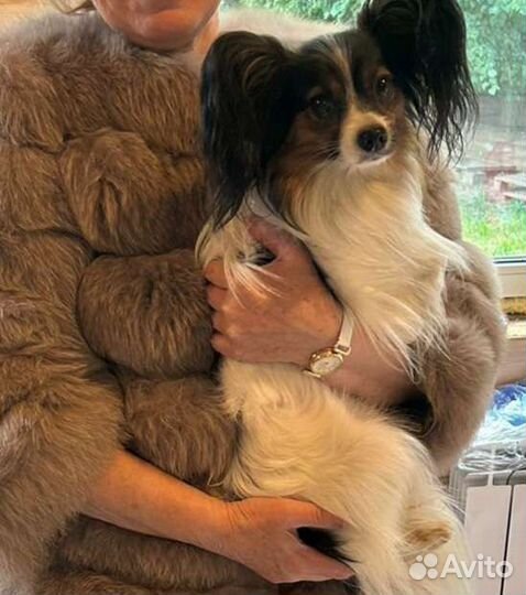 Передержка собак(мелких пород) на дому