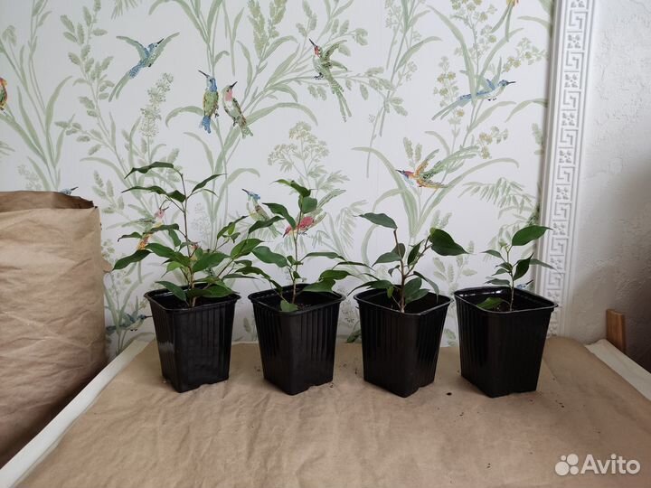 Фикус бенжамина