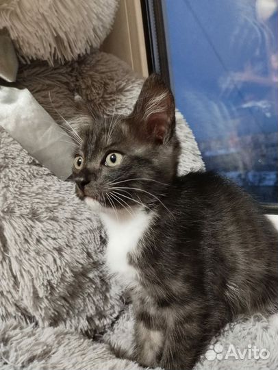 Сибирская кошечка