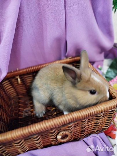 Карликовые кролики. Москва