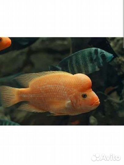 Американские цихлозомы