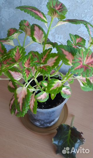 Колеусы сортовые + лист фиалки (в подарок)