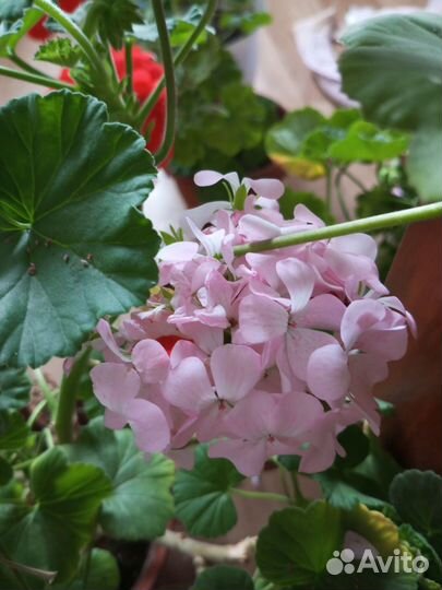 Розовая нежная крупная герань