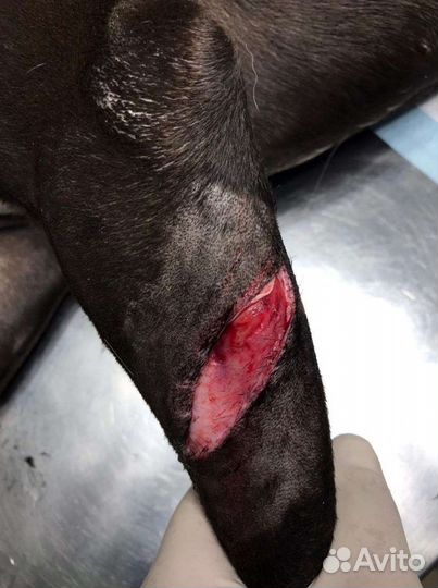 Ветеринарный врач на дом