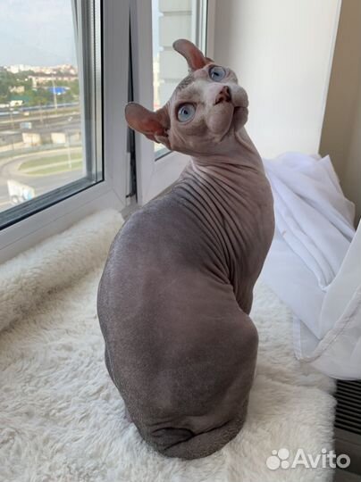 Сфинкс двэльф - вязка