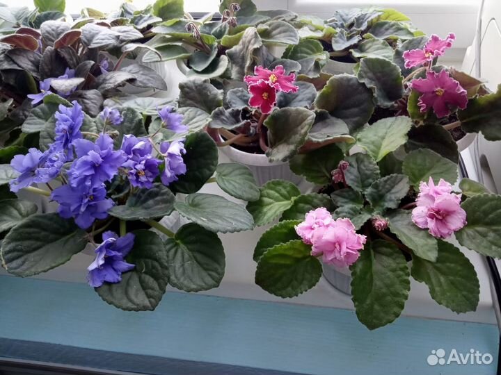 Фиалки в горшках