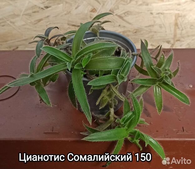 Суккуленты и не только