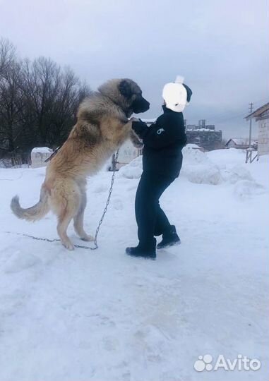 Кавказская овчарка вязка кабель