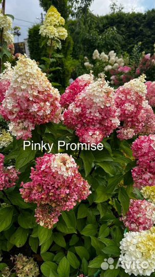 Где купить гортензию Гортензия/гортензии