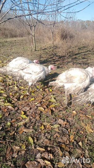 Индюк живым весом