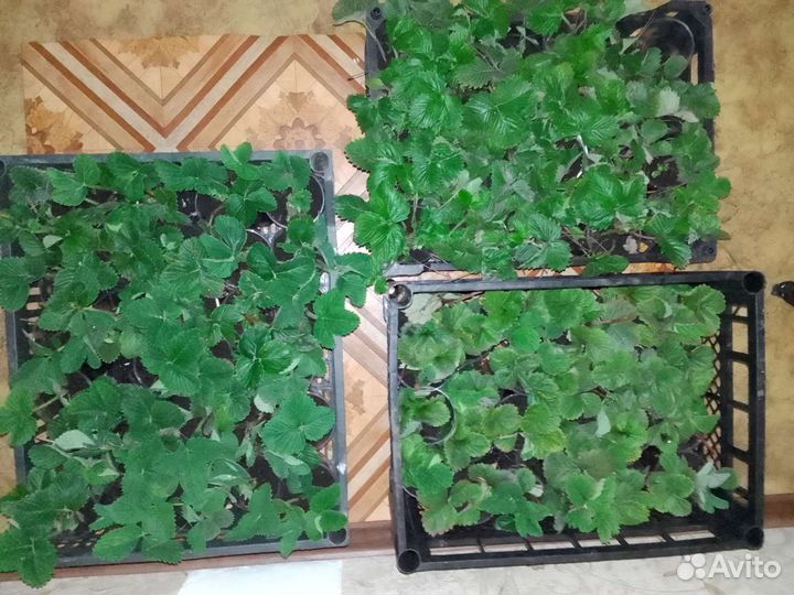 Кусты и саженцы Виктории, земляники, малины