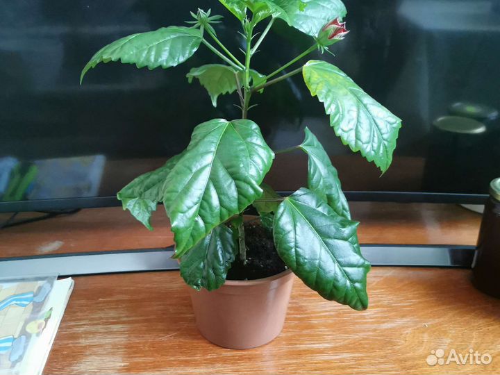 Гибискус (Китайская роза)