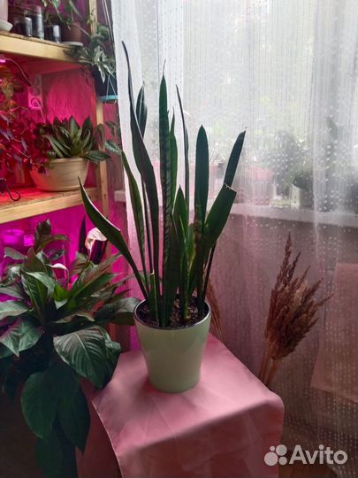 Сансивиерия