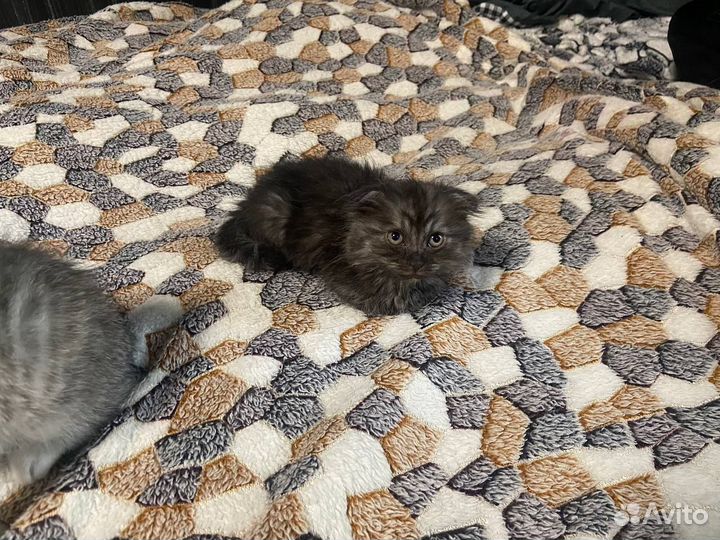 Шотландские вислоухий котенок