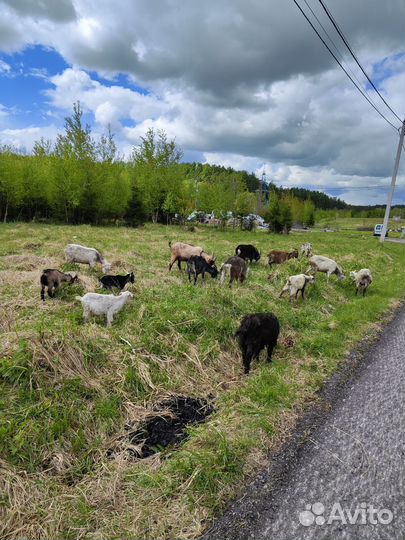 Козы и козлы