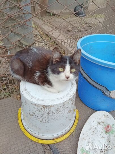 Котеночек