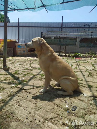 Кабель лабрадор для вязки