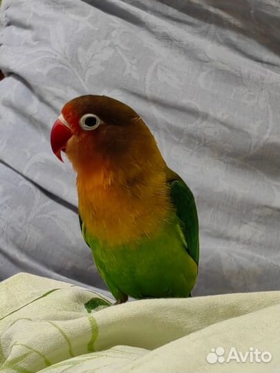 Попугай неразлучник Фишера
