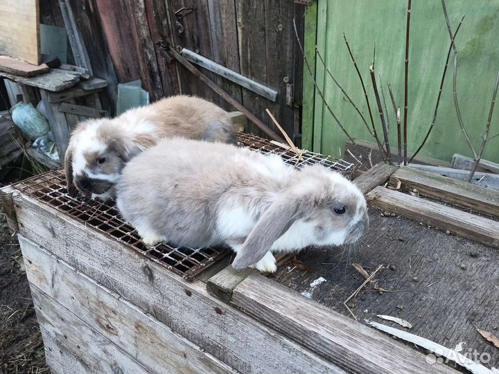 Французкие бараны