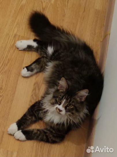 Мейн-кун бронь