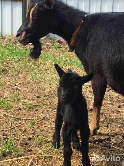 Козлик от камерунской козы