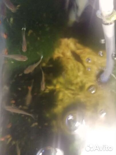 Рыбки гуппи