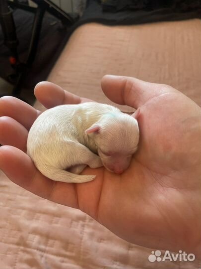 Щенки мальтезе