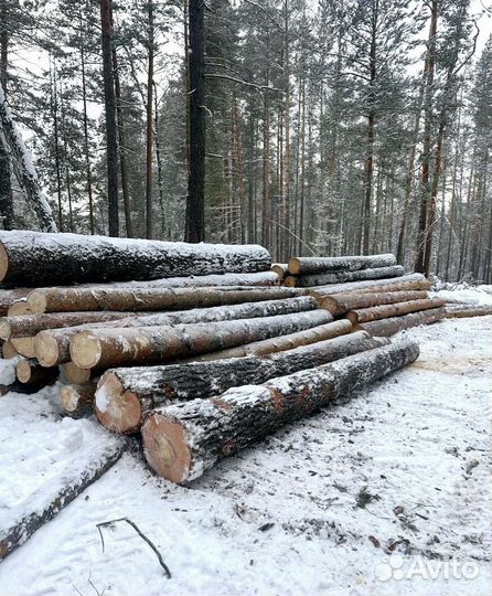 Лес круглый хвоя