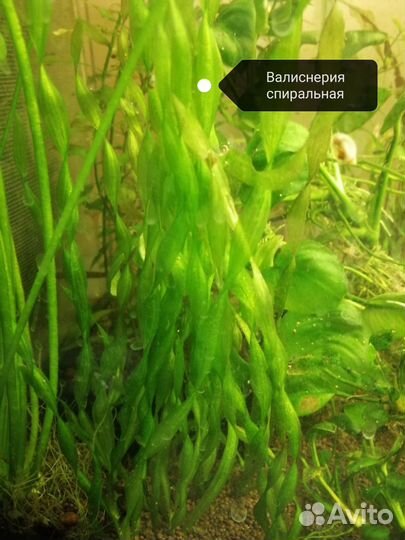 Аквариумные растения