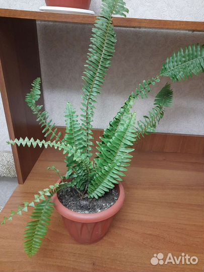 Комнатные цветы