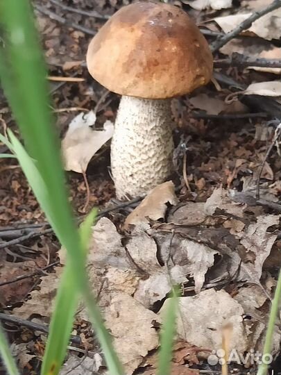 Грибы консервированные