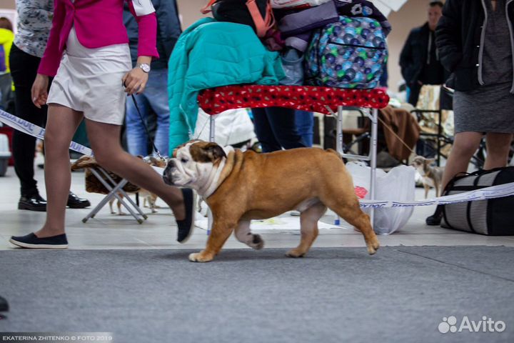 Английский бульдог (Вязка)