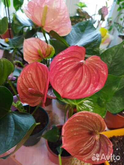 Антуриум, разные сорта