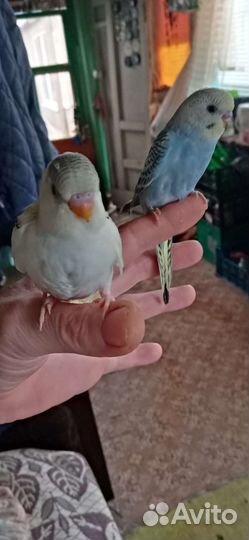 Волнистый попугай самец