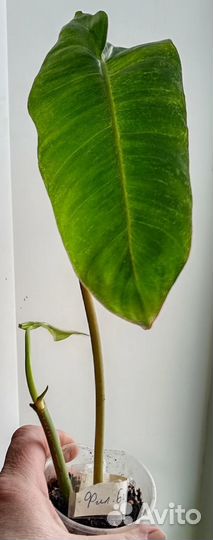 Филодендрон red эмеральд