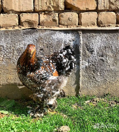 Брама Парцелян ия