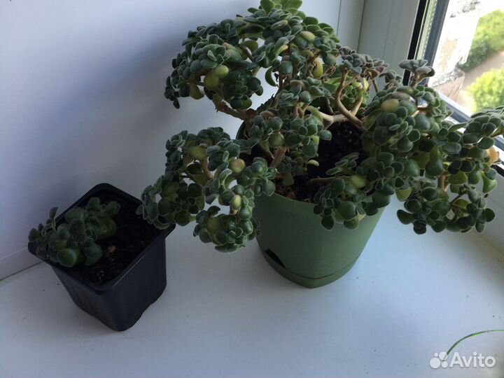 Аихризон дерево любви