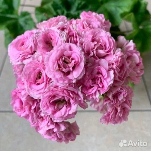 Пеларгонии сортовые