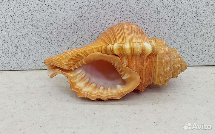 Циматиум Пурам 10,4 морская ракушка раковина