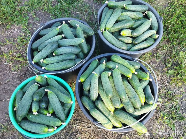 Огурцы домашние свежие