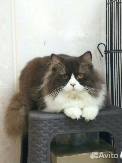 Британский котик Розарио