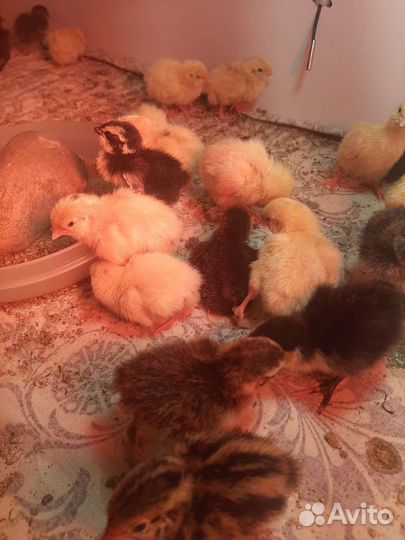 Цыпленок перепела