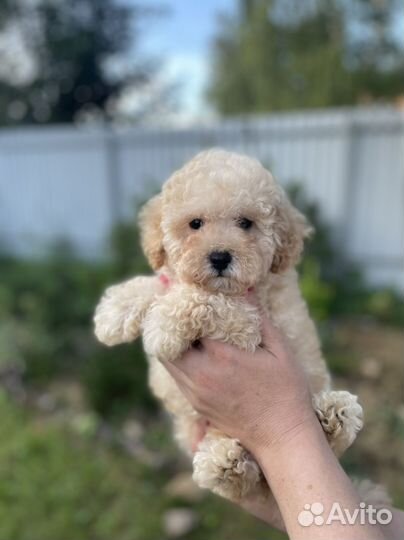 Той пудель миниатюрный