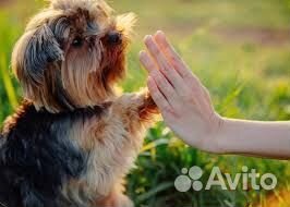 Детский сад для собак